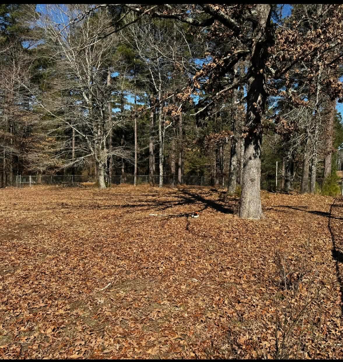 Before - yard covered in leaves